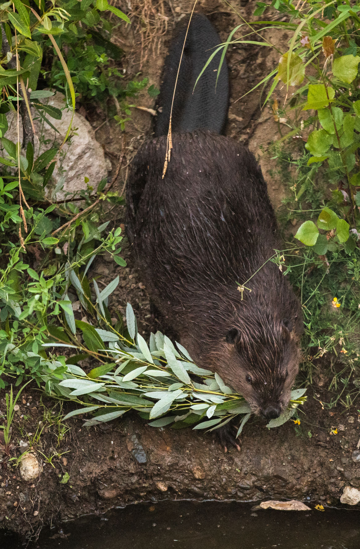 Beaver Lodge Summer 2019